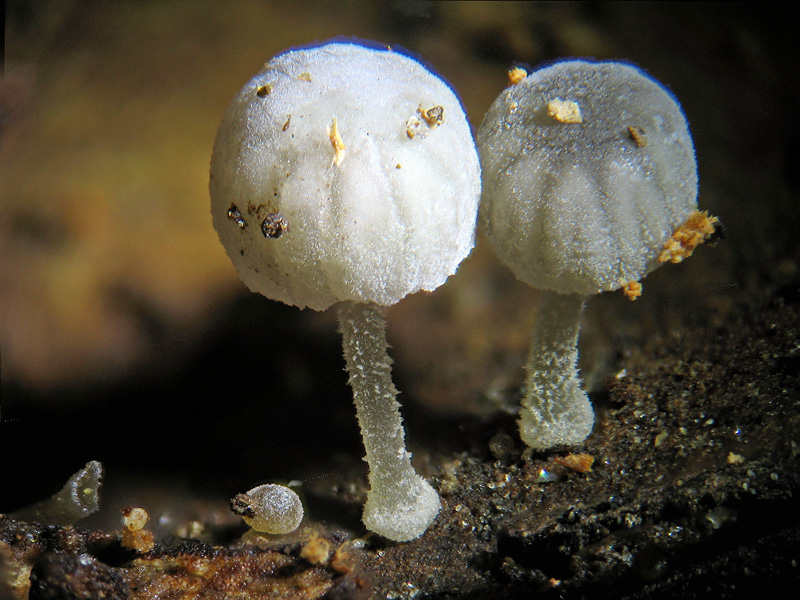 Mycena pseudocorticola?